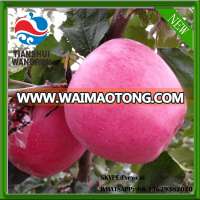 chinese red apples China fresh apple qinguan apples good quality qinguan price apple price